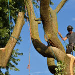 tree service burleson, tree removal burleson, tree trimming burleson