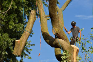 tree service burleson, tree removal burleson, tree trimming burleson