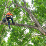 tree service burleson, tree removal burleson, tree trimming burleson