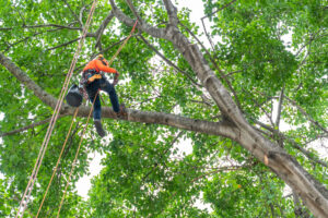 tree service burleson, tree removal burleson, tree trimming burleson