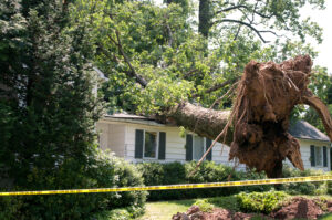 tree service burleson, tree removal burleson, tree trimming burleson